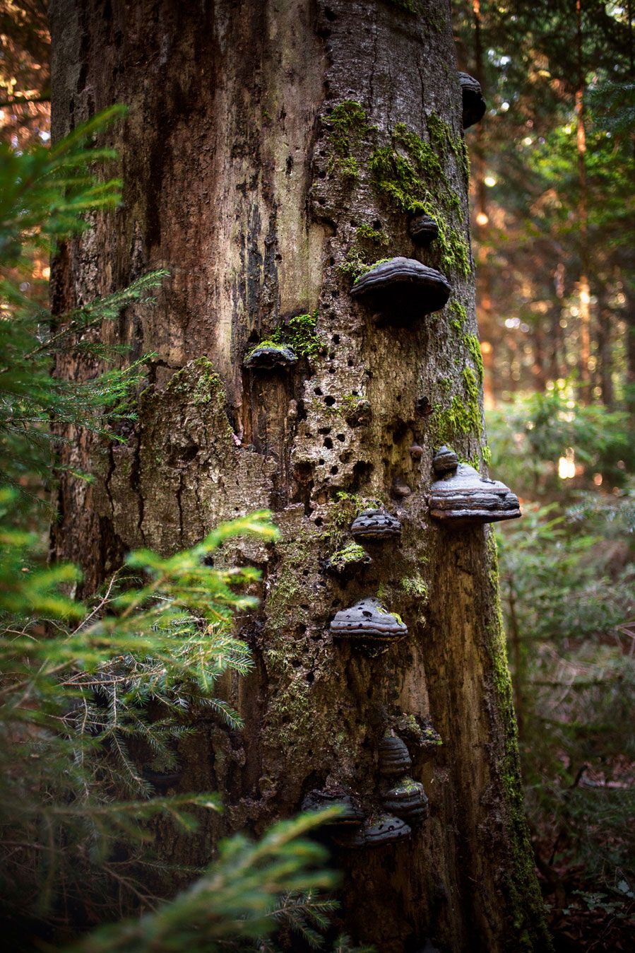 Naturschutz: Totholz im Bayerischen Wald