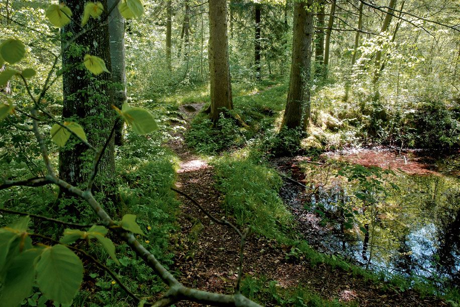Der Bayerische Wald ist eine der waldreichsten Regionen Bayerns.